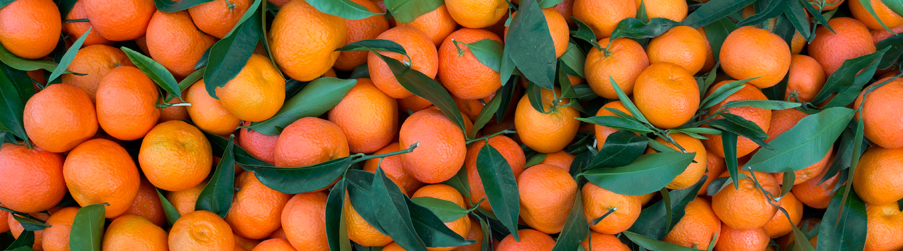 Florida Revises Citrus Fruit Dealer Bond